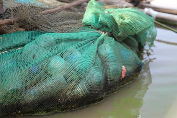 Plastic bottles collected to create floating gardens