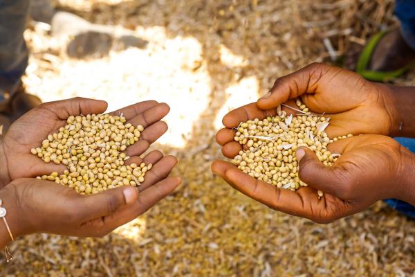 Two pairs of hands holding soya beans in Mokwa, Nigeria.