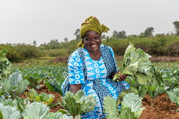 YEEP members supporting in harvesting the vegetables for sale.